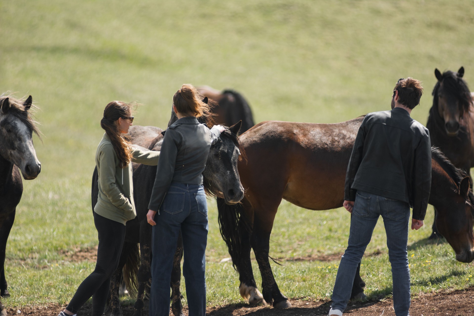 Young people enjoy the company of free horses in the nature of an open rural area